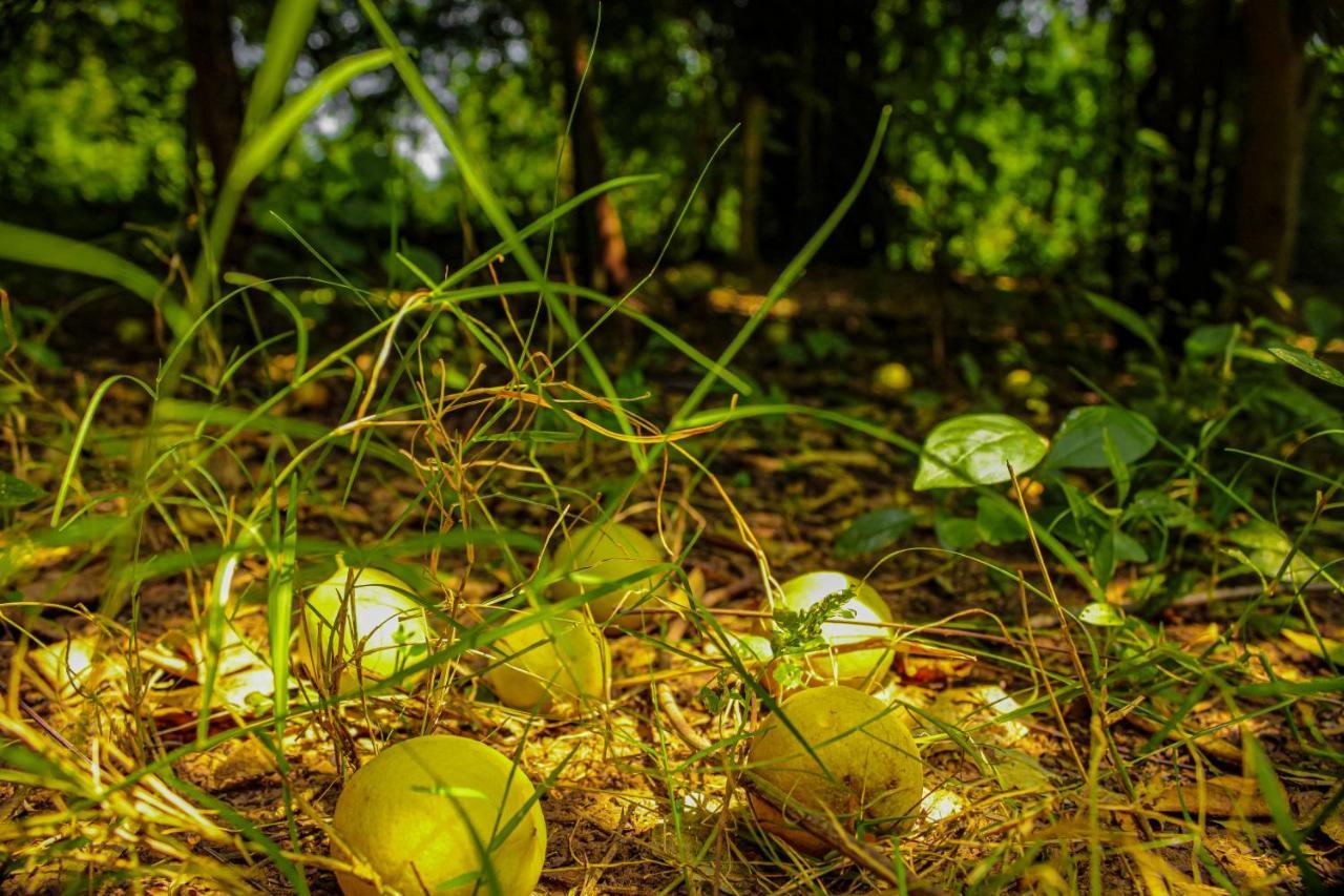 Panna Tiger Resort- Riverside Property Rājgarh Esterno foto